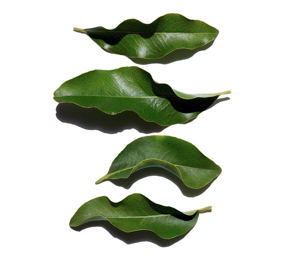 Afrikanisches Ebenholz-Biologischer Afrikanischer Ebenholz-Extrakt-Diospyros mespiliformis leaf extract