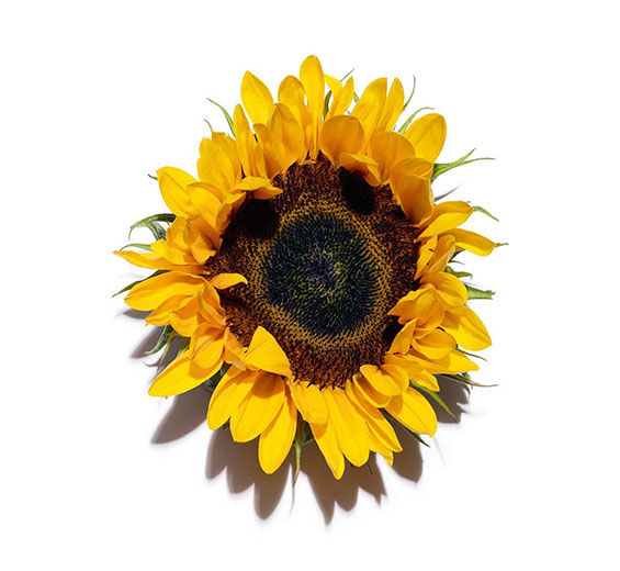 Sonnenblume-Auxine der Sonnenblume-Helianthus annuus (sunflower) extract