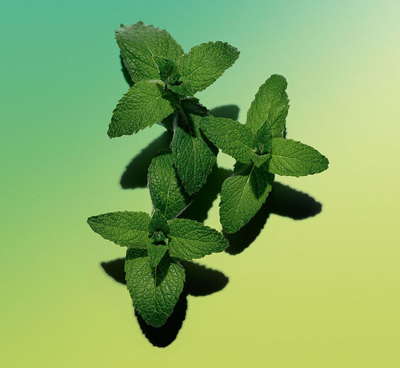 Ackerminze-Ätherisches Öl der Ackerminze-Mentha arvensis leaf oil