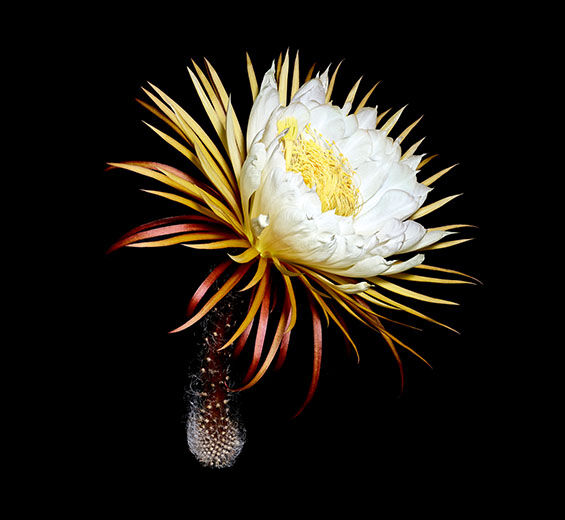 Königin der Nacht-Kryoextrakt der Königin der Nacht-Cereus grandiflorus (cactus) flower extract