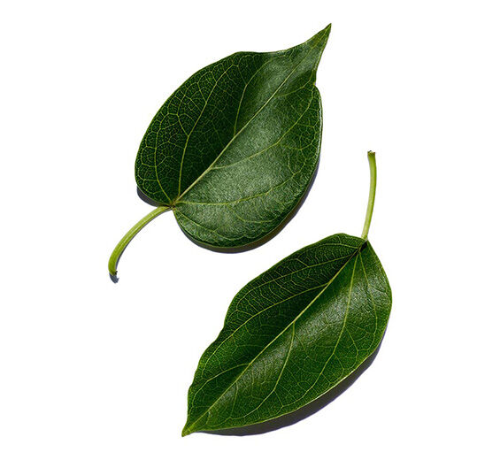 Gymnema-Gymnema-Extrakt-Gymnema sylvestre leaf extract