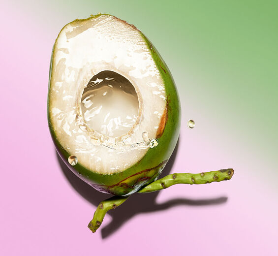 Kokospalme-Biologisches Kokoswasser-Cocos nucifera (coconut) fruit juice